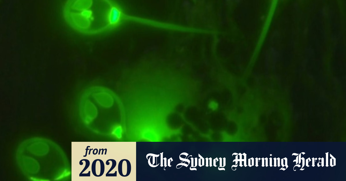 Video Scientists discover first animal that doesn't need oxygen to survive